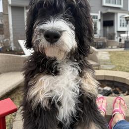 Assorted Doodle Crosses, Australian Labradoodle, Bernedoodle, Goldendoodle, and Labradoodle All Grown Up from Erica’s Doodles