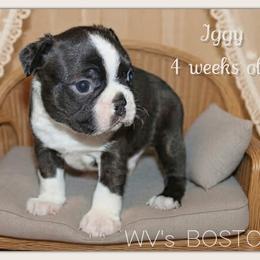 Iggy - Black brindle and white male Boston Terrier puppy in North Central, Vermont from Windy Valley’s Bostons