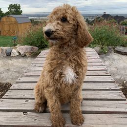 Poodle Puppies from Rocky Mountain Poodles