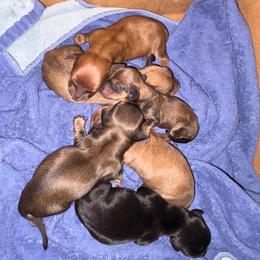 Pickles - Red male Dachshund puppy in Madisonville, Texas from Little B’s Dachshund Farm