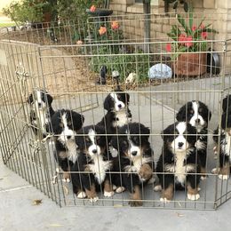 Bernese Mountain Dog Puppies from Desert Mountain Dogs