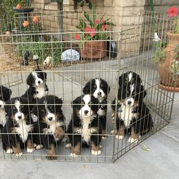 Bernese Mountain Dog Puppies from Desert Mountain Dogs