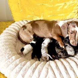 Hot Dog - Black and tan male Dachshund puppy in Austin, Texas from Duchess Daphne's Doxie Empire