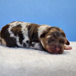 Odin - Merle male Cockapoo puppy in Louisburg, North Carolina from Raven Oak's Mini Cockapoos and Mini Dachshunds