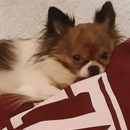 Chihuahuas, Dachshunds, and Shih Tzus from Pup cakes