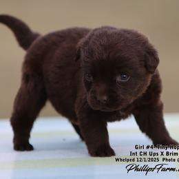 Brim Girl 4 - Chocolate female Labrador Retriever puppy in Point, Texas from Lakylu Kennels