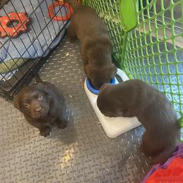 Labrador Retriever Puppies from Viklan Labradors