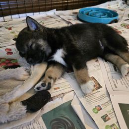 Shiba Inu Puppies from ScrapiShibas