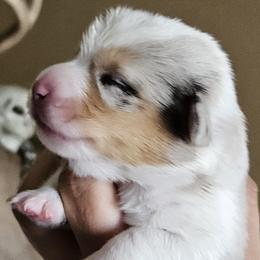 Girl 1 - Blue merle and white female American Corgi puppy in Neosho, Wisconsin from GC Farms Corgis