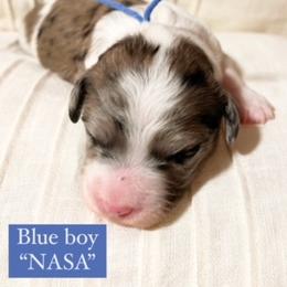 Aussiedoodle and Bernedoodle Puppies from Bella Ridge Farms & Dapper Doodles
