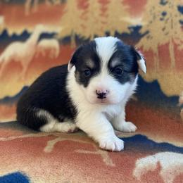Colt - Black and tan male Pembroke Welsh Corgi puppy in Woodland, Washington from MB Acres Corgis