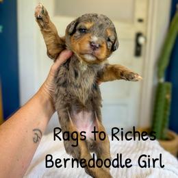 Rags to Riches pending - Merle female Bernedoodle puppy in Grove, Oklahoma from Guinn Family Farms