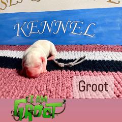 Dogo Argentino Puppies from Savs_sk9