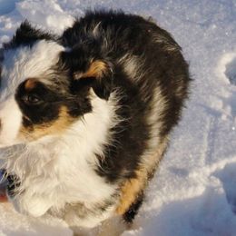 Australian Shepherds from Ghost Eye Aussies