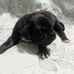 Claire - Black female Great Dane puppy in Pollock, Louisiana from Danes Done Right