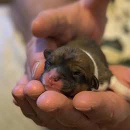 Pembroke Welsh Corgi Puppies from Gold Country Pups