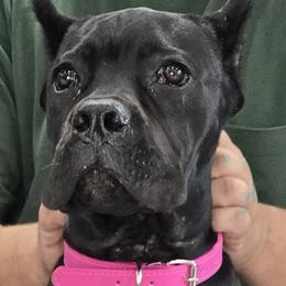 Pink Collar Girl - Vera X Lawman - AKC and ICCF - Black female Cane Corso puppy in Gorman, Texas from McOmber Country Kennels