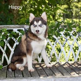 Happy - Blue male Pomsky puppy in Murfreesboro, Tennessee from Middle Tennessee Pomskies