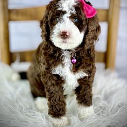 Bernedoodle, Cavapoo, and Goldendoodle Puppies from Blackberry Farm Puppies
