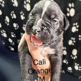 Boxer Puppies from Boxerpupziesrock