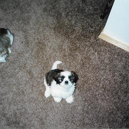 Shih Tzu Puppies from Shih Tzu Dreams Come True