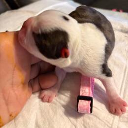 Light pink collar girl - Brindle and white female Boston Terrier puppy in Sunnyside, Washington from Boston Terriers