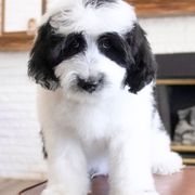 Orion - Parti male Double Doodle puppy in Lehi, Utah from Our Little Farm Life Doodles