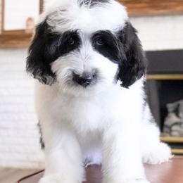 Orion - Parti male Double Doodle puppy in Lehi, Utah from Our Little Farm Life Doodles