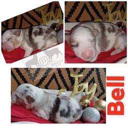 Australian Shepherd and Miniature Australian Shepherd Puppies from Donaldson Aussies