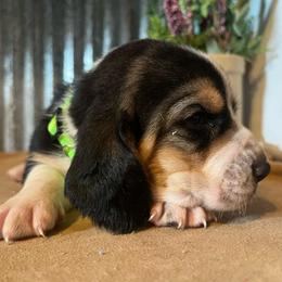 Green - Black brown and white female Basset Hound puppy in Hay Springs, Nebraska from Rain and Snow Bassets