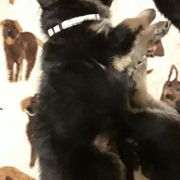 German Shepherd Puppies from Von Jo-Rielle Kennel