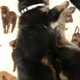 German Shepherd Puppies from Von Jo-Rielle Kennel