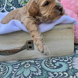 Basil - Cream female Cavapoo puppy in Syracuse, Utah from Just Doodling Dogs