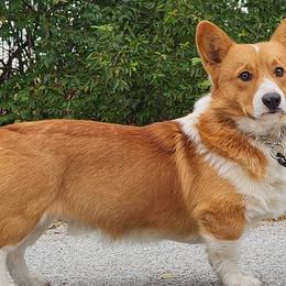 Miniature Australian Shepherds and Pembroke Welsh Corgis from Sharand MAS and Pembroke Welsh Corgis