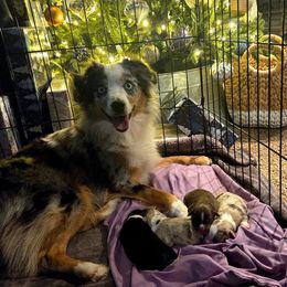 Miniature Australian Shepherd puppies from Magnolia Mini Aussies with Tails