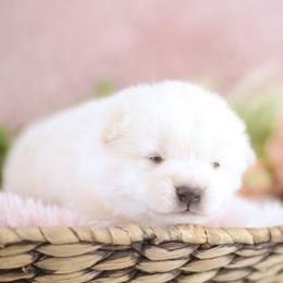 Martini -FULL AKC REGISTRATION- - Cream female Shiba Inu puppy in Neosho, Missouri from Kenny Cave K9s