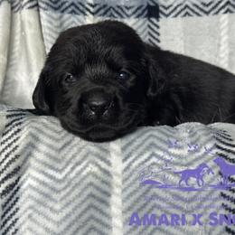 Light purple - Black female Labrador Retriever puppy in Beaverdam, Virginia from Riverside Sunset Labrador Retrievers