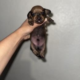 Chevy - Red male Dachshund puppy in Ceres, California from Rockin' M’s LilBitty Dachshunds (LBD)
