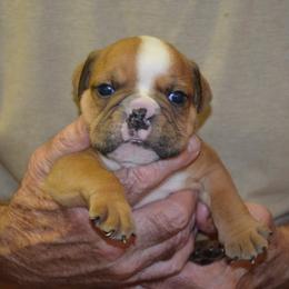 Carter - Red and white male Bulldog puppy in Clarinda, Iowa from Stimson Bulldogs