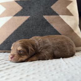 Cadbury - Red tri male Miniature Australian Shepherd puppy in Cody, Wyoming from Quartz Creek Aussies