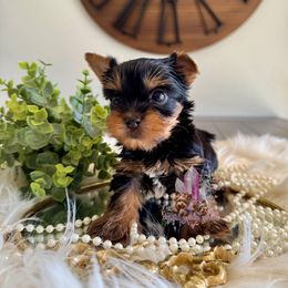 Chai - Black and tan male Yorkshire Terrier puppy in Pittsburg, California from Crystal Garden Yorkies