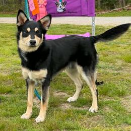 Fenno - Lapponian Herder