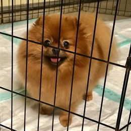 Envy - Pomeranian