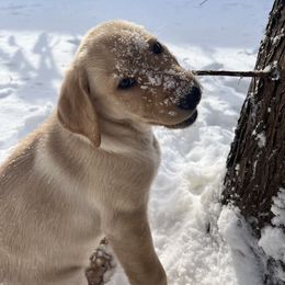 Labrador Retriever Puppies from Sycamore Kennels
