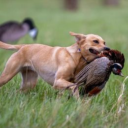 Jukebox - Labrador Retriever