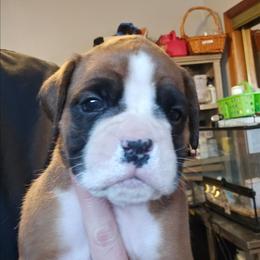 Winnie - Fawn female Boxer puppy in East Moline, Illinois from WildRiver Boxers
