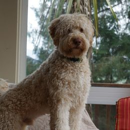 Jacob - Australian Labradoodle