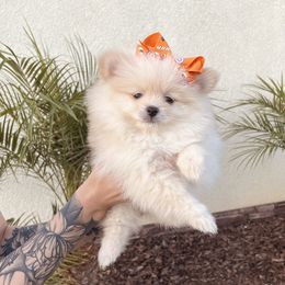 Pomeranian Puppies from PomPalace