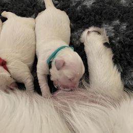 Golden Retriever Puppies from Suncoast Goldens