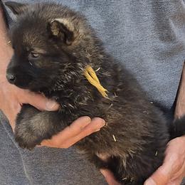 Yellow Boy 3 - Sable male German Shepherd puppy in Lake George, Colorado from High Country German Shepherds